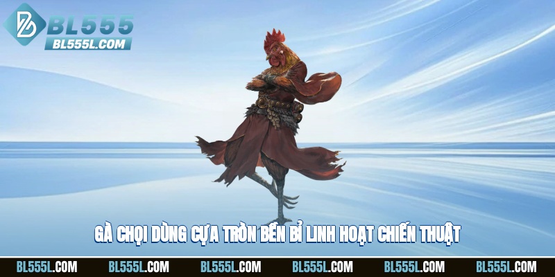 Gà chọi dùng cựa tròn bền bỉ, linh hoạt chiến thuật